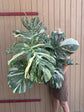 Monstera Thai Constellation XXL