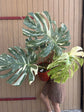 Monstera Thai Constellation XXL