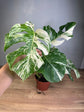 Monstera Deliciosa Variegata L (Premium Variegated)