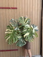 Monstera Thai Constellation XXL