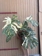 Monstera Thai Constellation XXL