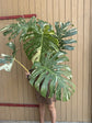 Monstera Thai Constellation XXL