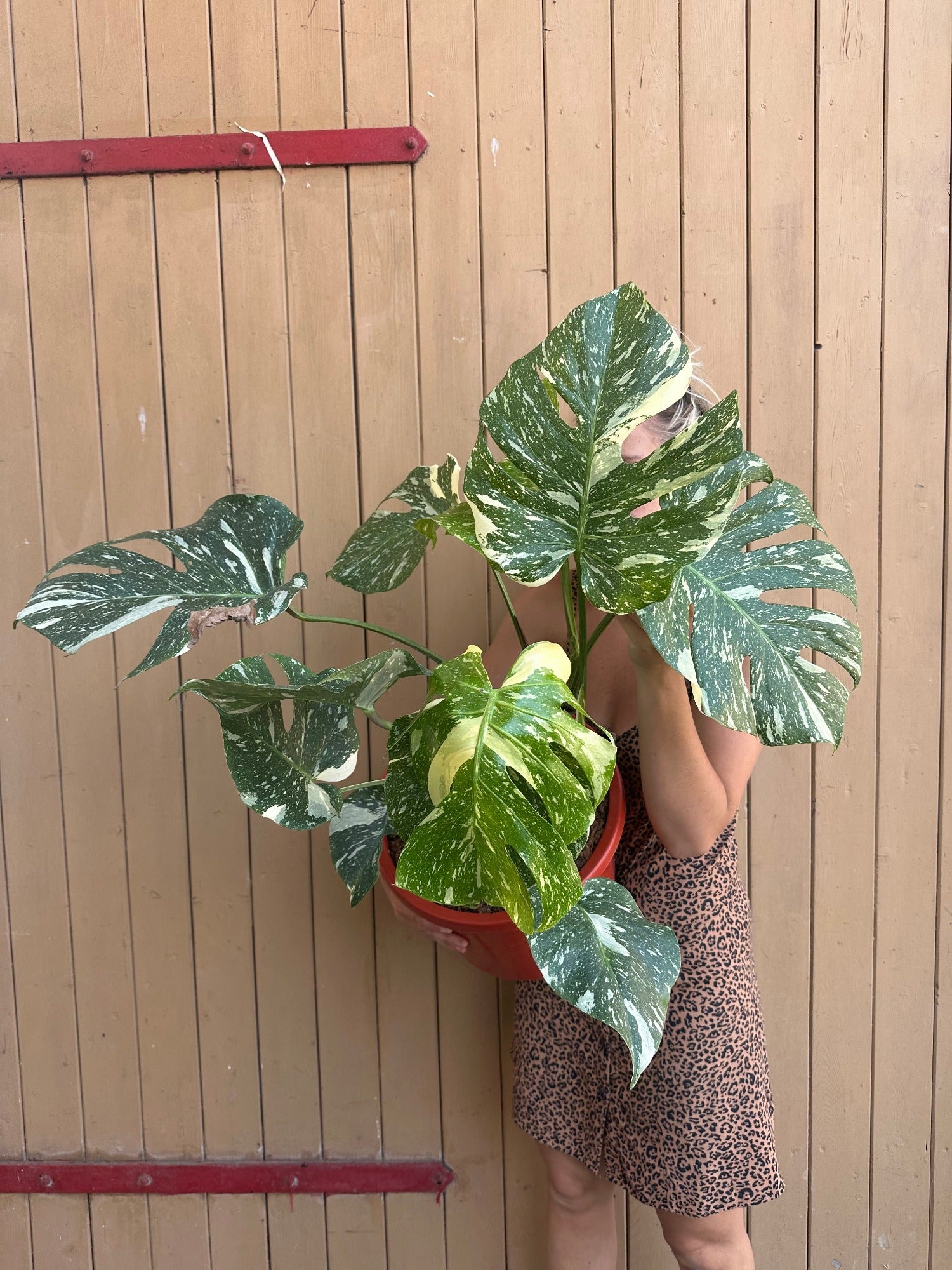 Monstera Thai Constellation