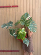 Monstera Thai Constellation XXL