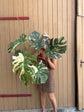 Monstera Thai Constellation XXL