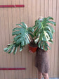 Monstera Thai Constellation XXL