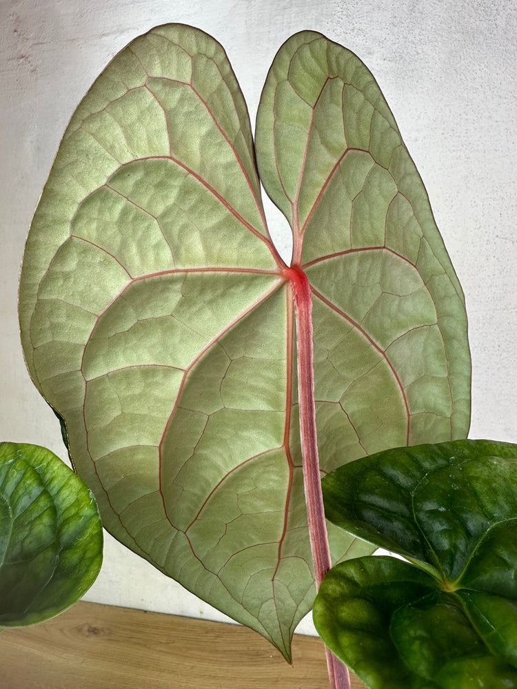 Anthurium Magnificum x Luxurians L