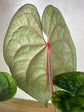 Anthurium Magnificum x Luxurians L