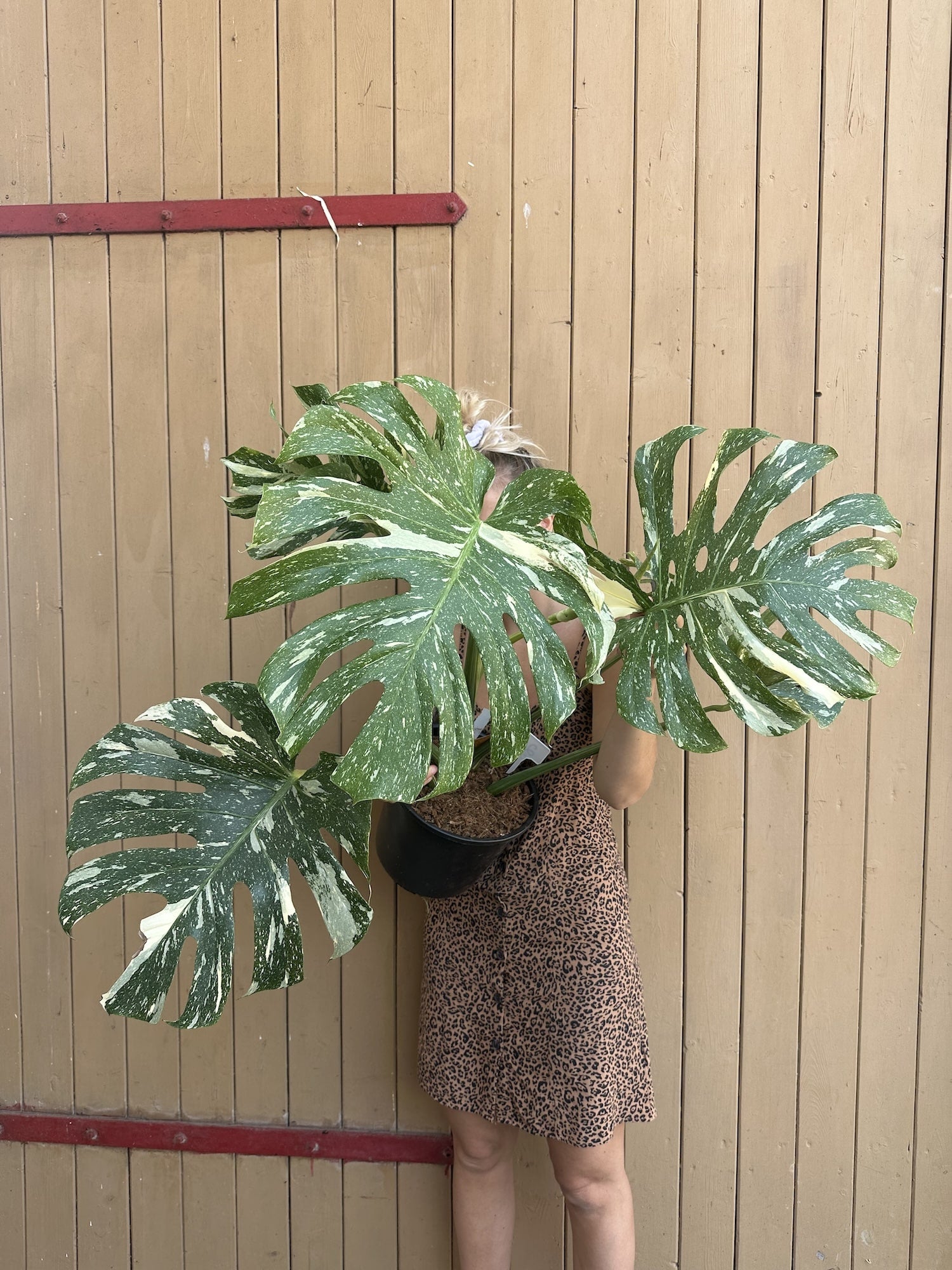 Monstera Thai Constellation