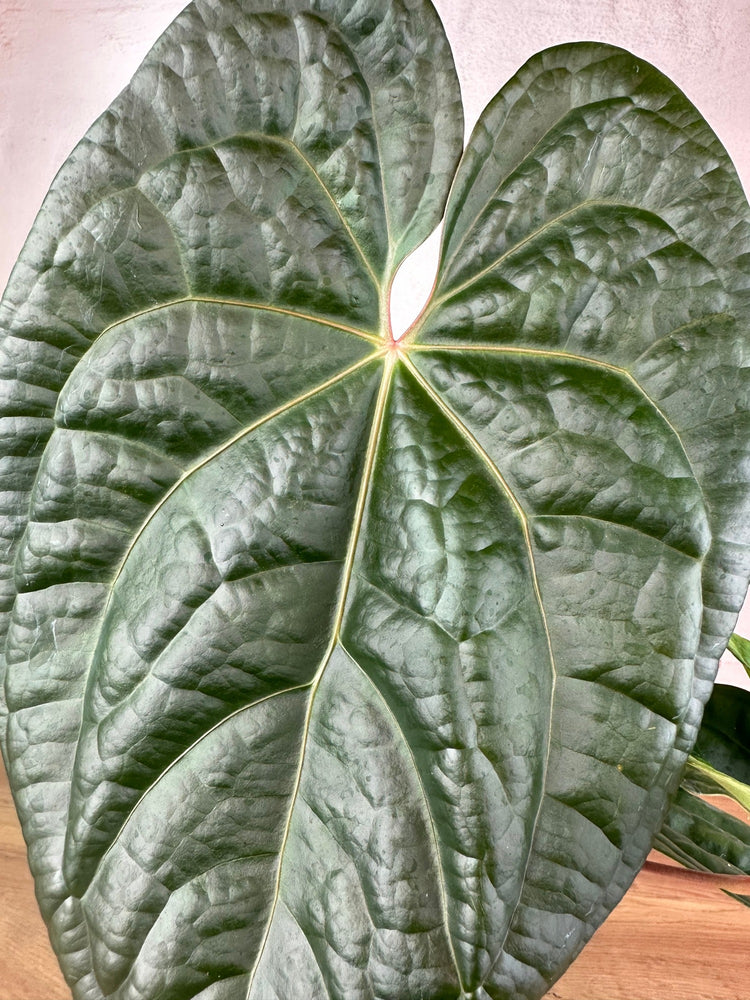 Anthurium Magnificum x Luxurians L