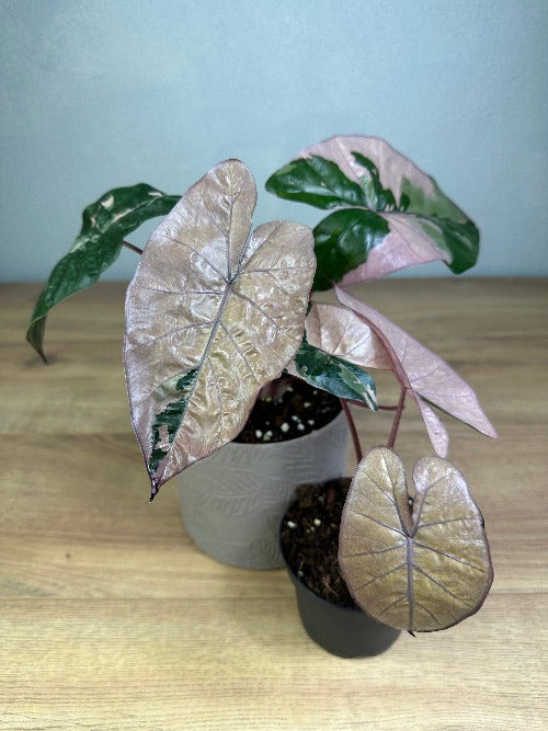 Alocasia Serendipity Variegata Harmony Plants