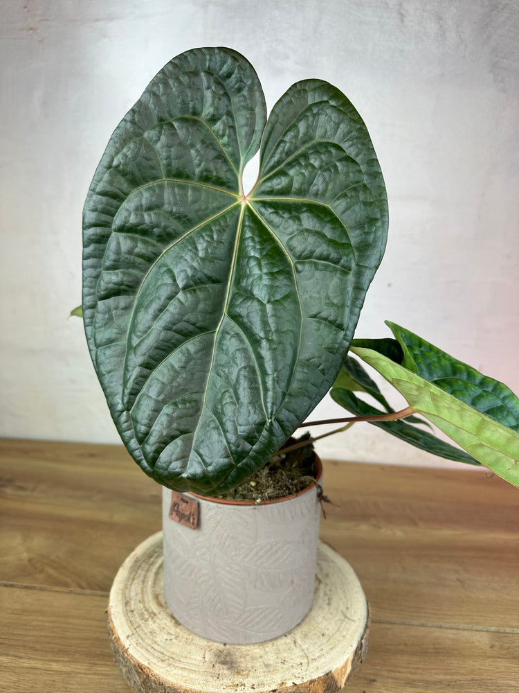 Anthurium Magnificum x Luxurians L