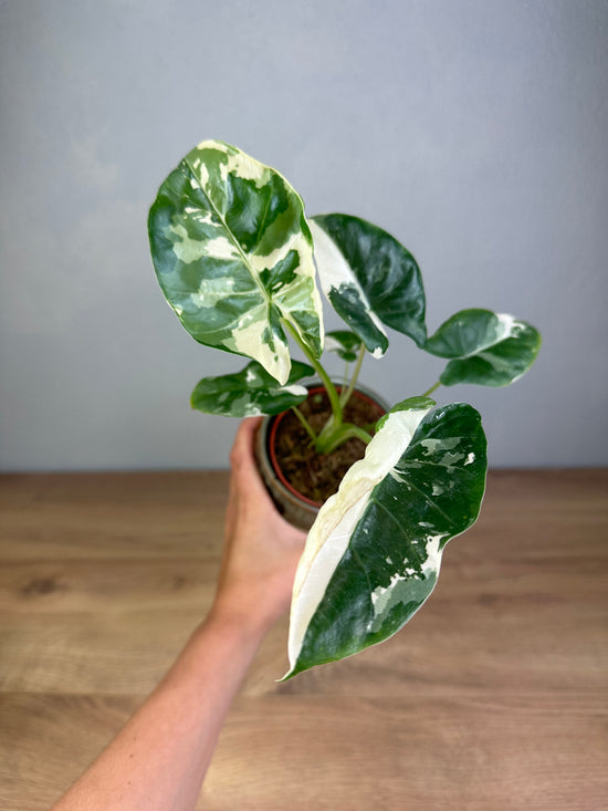 Alocasia Macrorrhiza Variegata S