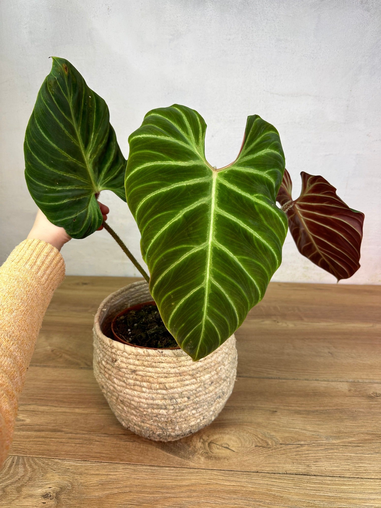 Philodendron Verrucosum Amazon Sunset