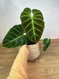 Philodendron Verrucosum Amazon Sunset