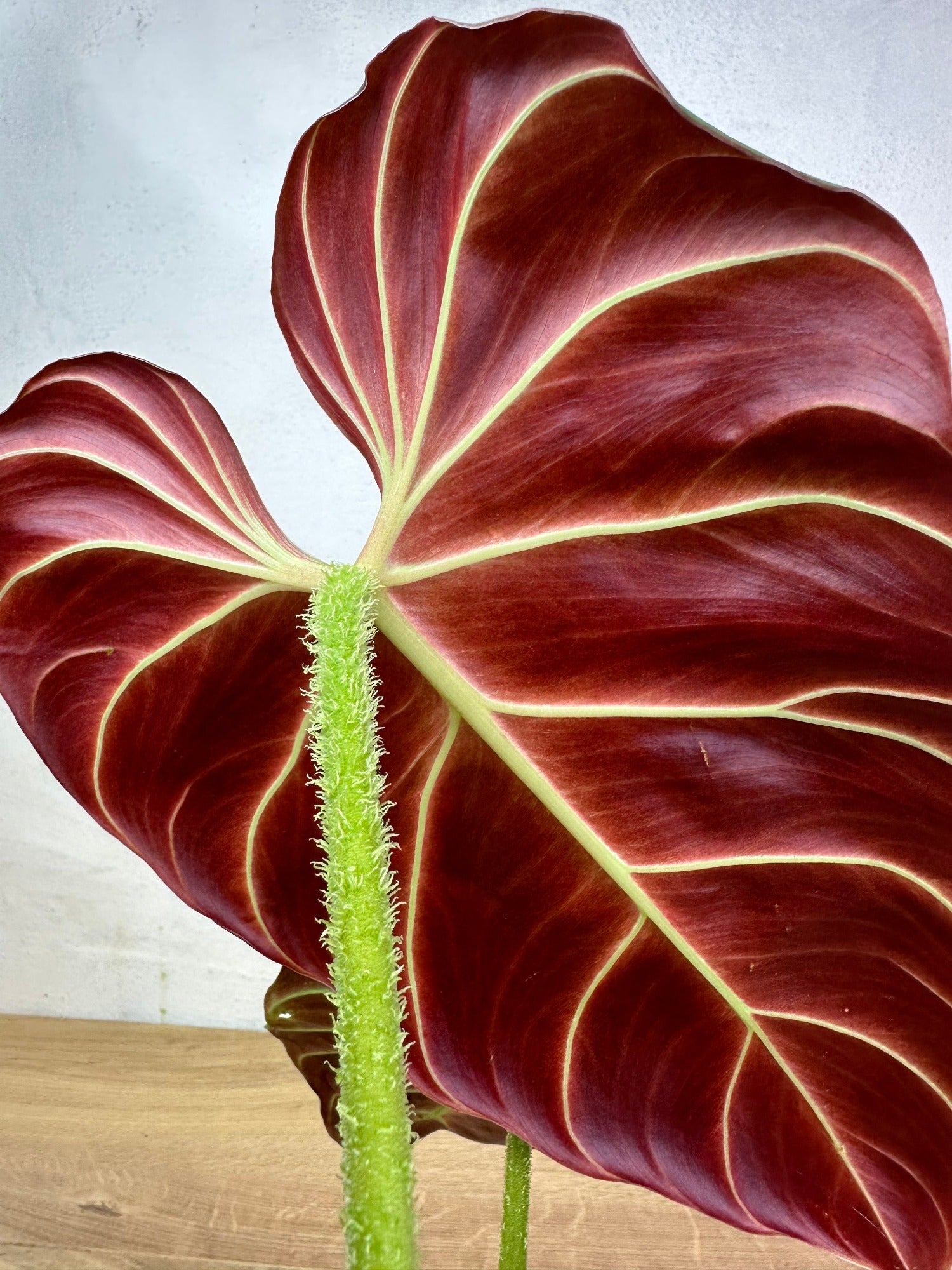 philodendron verrucosum sunset Philodendron Verrucosum Amazon Sunset
