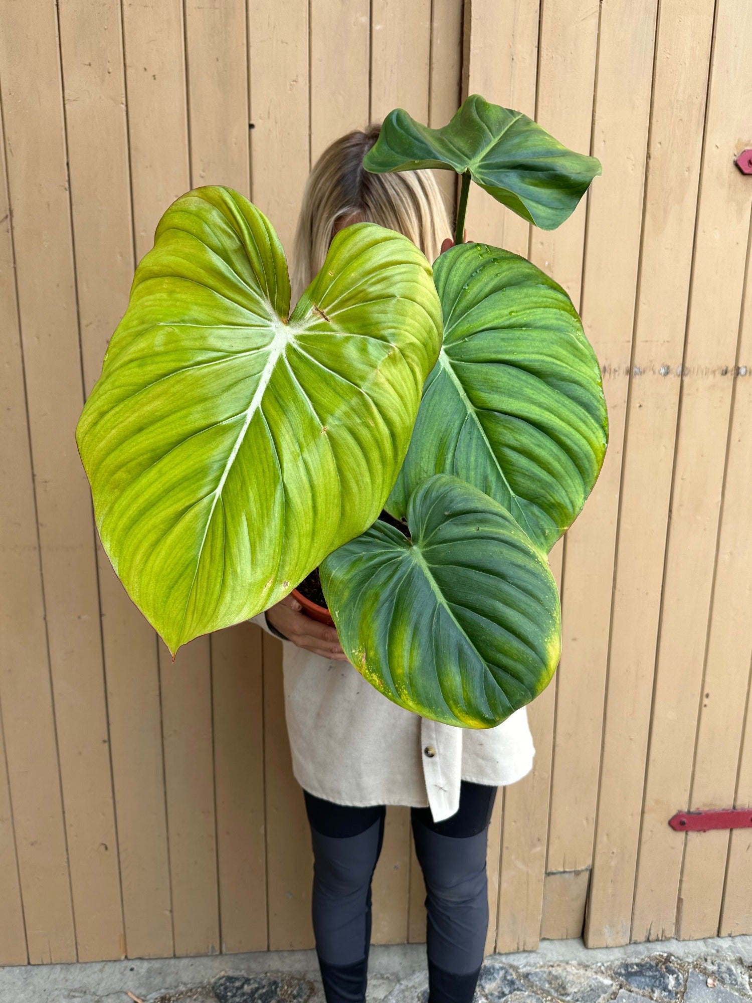 Philodendron Dean McDowell XXL