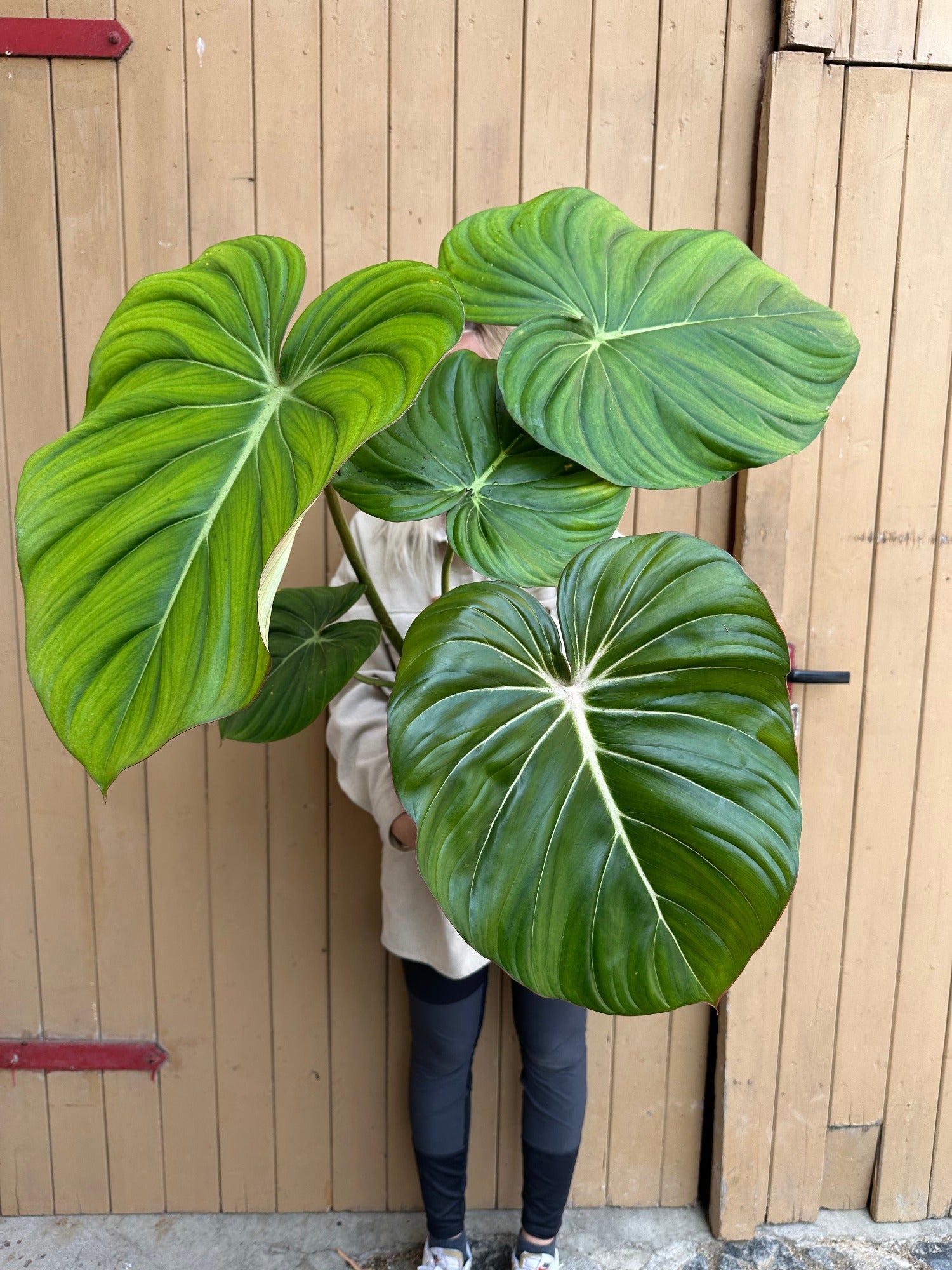 Philodendron Dean McDowell XXL