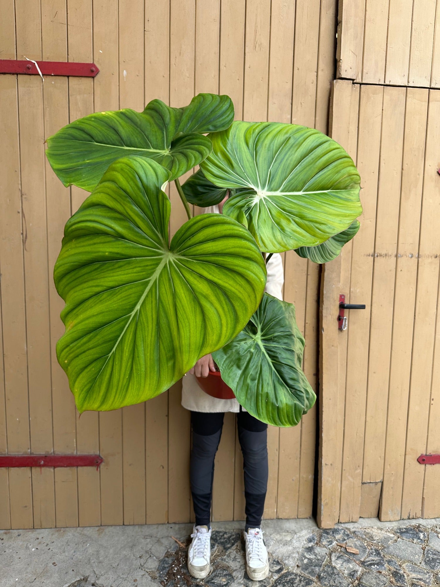 Philodendron Dean McDowell XXL