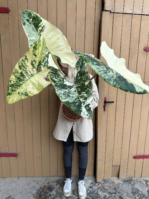 Alocasia Zebrina Variegata XXL Harmony Plants