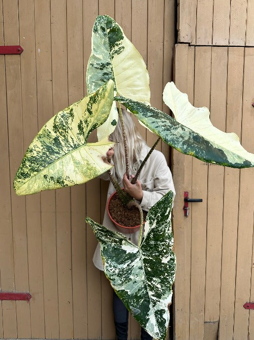 Alocasia Zebrina Variegata XXL Harmony Plants