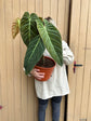 Philodendron Melanochrysum XL