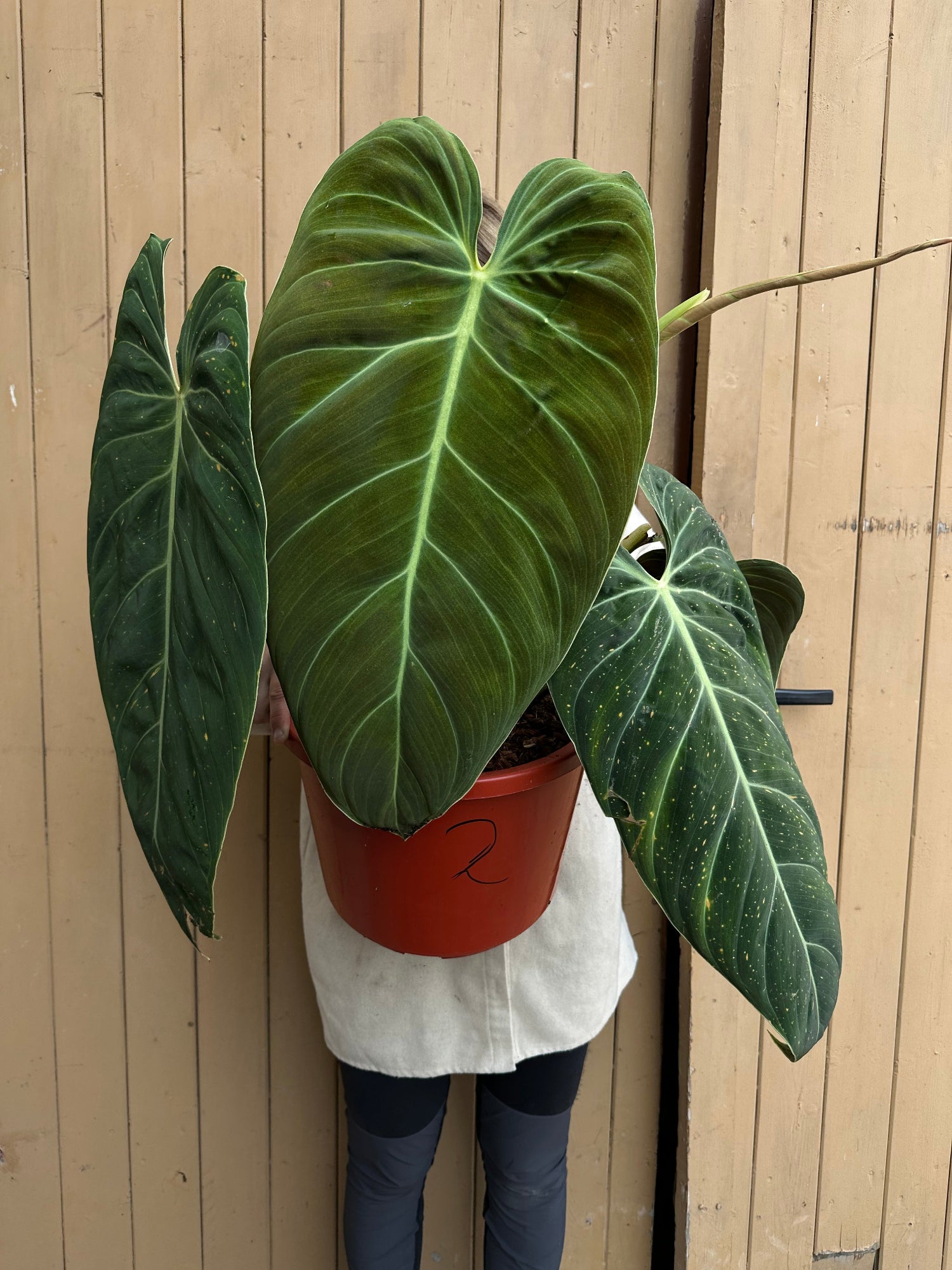 Philodendron Melanochrysum XL Harmony Plants