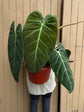 Philodendron Melanochrysum XL