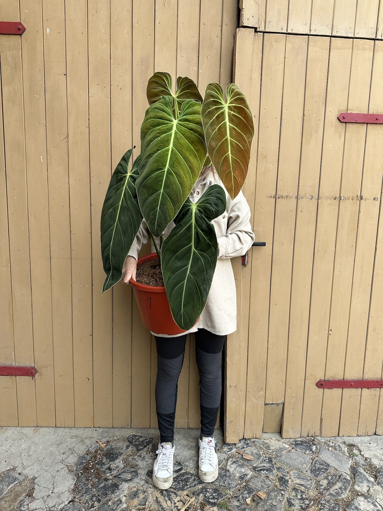 Philodendron Melanochrysum XL