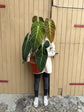 Philodendron Melanochrysum XL