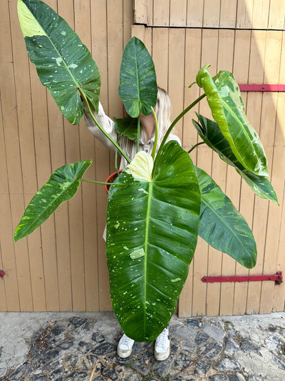 Philodendron Jose Buono XXL