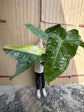 Philodendron Jose Buono XXL