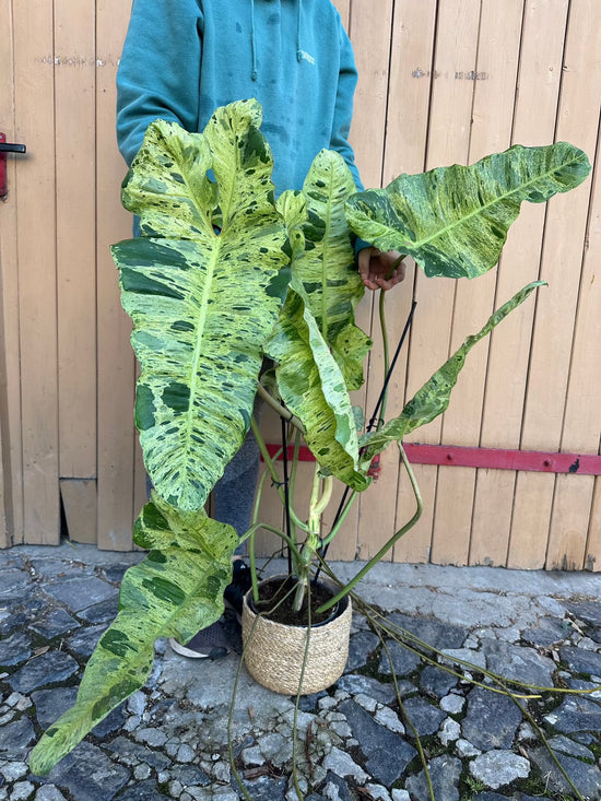 Philodendron Paraiso Verde XXL