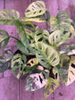 Monstera adansonii aurea variegata