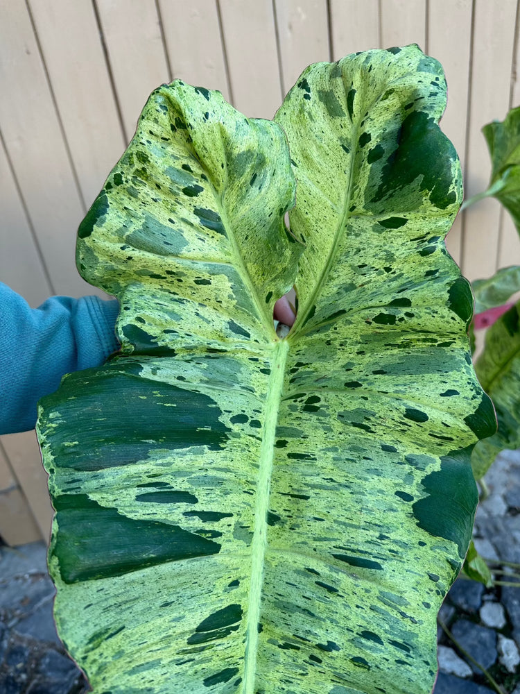 Philodendron Paraiso Verde XXL