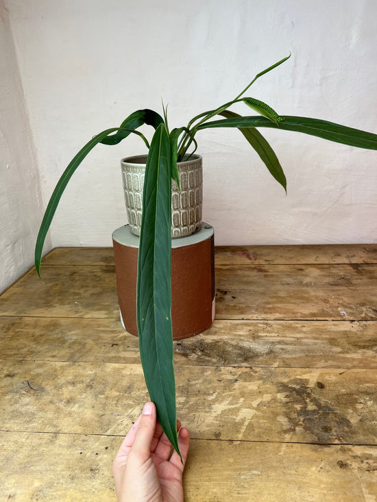 Anthurium Ceronii Seed