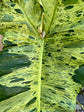 Philodendron Paraiso Verde XXL