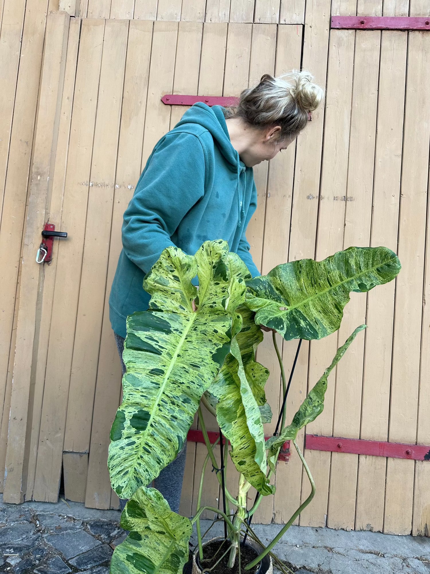 Philodendron Paraiso Verde XXL