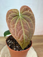 Anthurium Besseae x Debile M