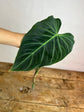 Philodendron Splendid Cuttings